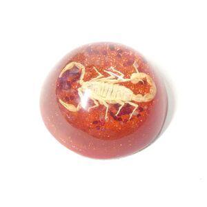 Real Scorpion in Resin Dome Paperweight Red Vintage Specimen Display Lucite